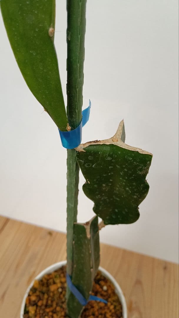 ゴールデン、オレンジ、ブルーニ、レッドのドラゴンフルーツ苗　4種セット