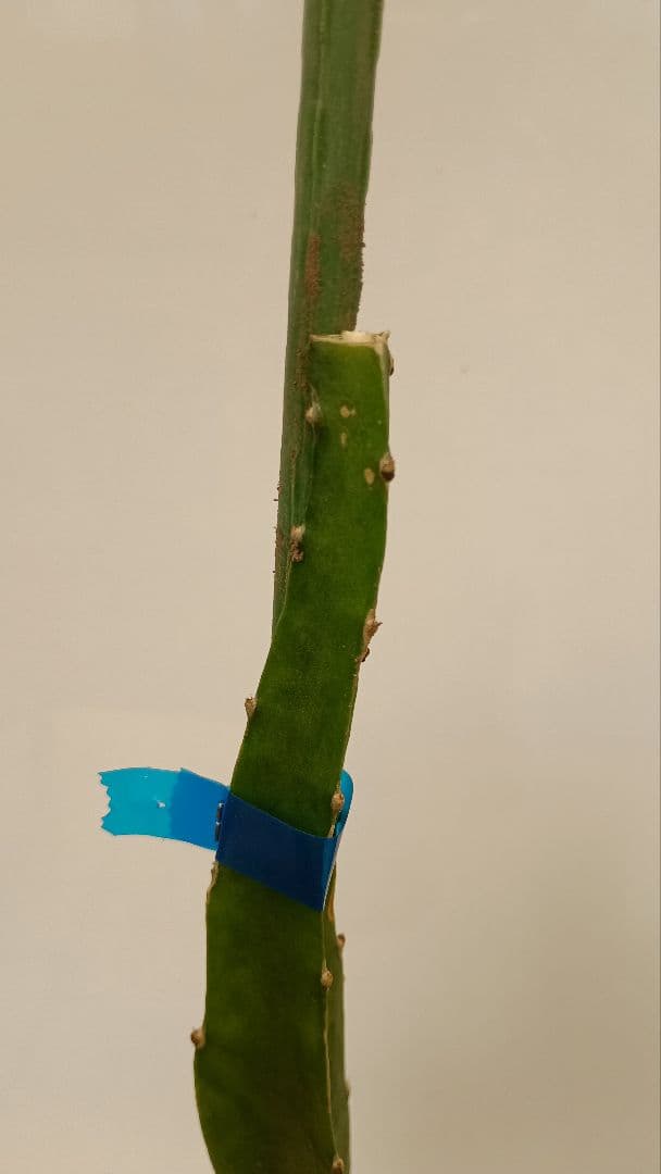 ゴールデン、オレンジ、ブルーニ、レッドのドラゴンフルーツ苗　4種セット