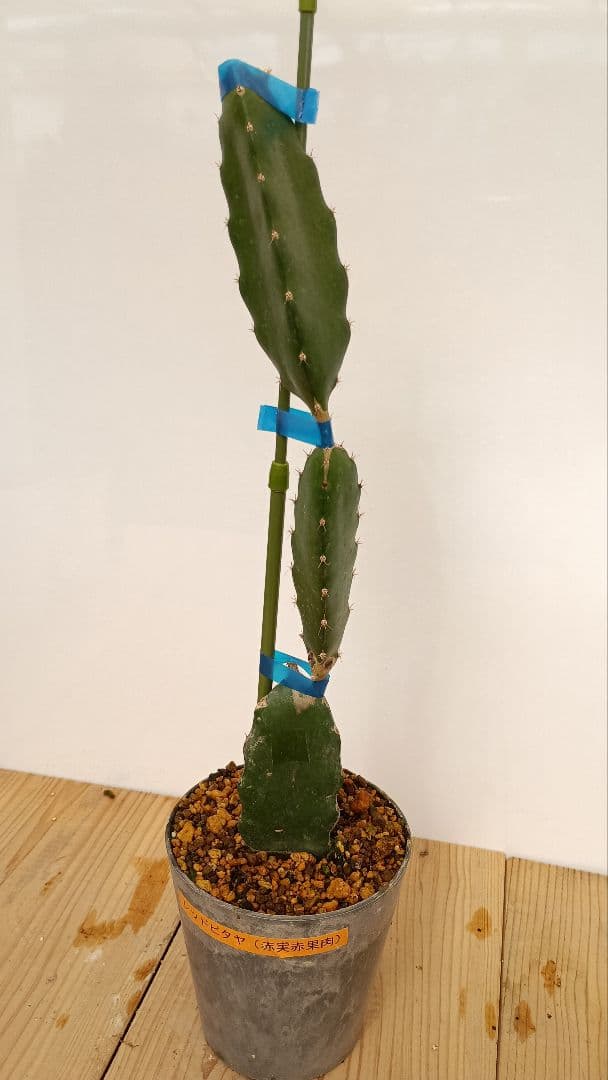 ゴールデン、オレンジ、ブルーニ、レッドのドラゴンフルーツ苗　4種セット