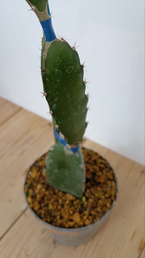 ゴールデン、オレンジ、ブルーニ、レッドのドラゴンフルーツ苗　4種セット