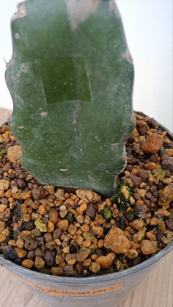 ゴールデン、オレンジ、ブルーニ、レッドのドラゴンフルーツ苗　4種セット