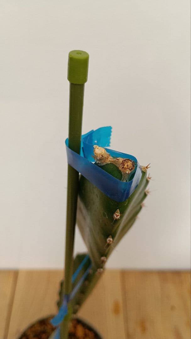 ゴールデン、オレンジ、ブルーニ、レッドのドラゴンフルーツ苗　4種セット