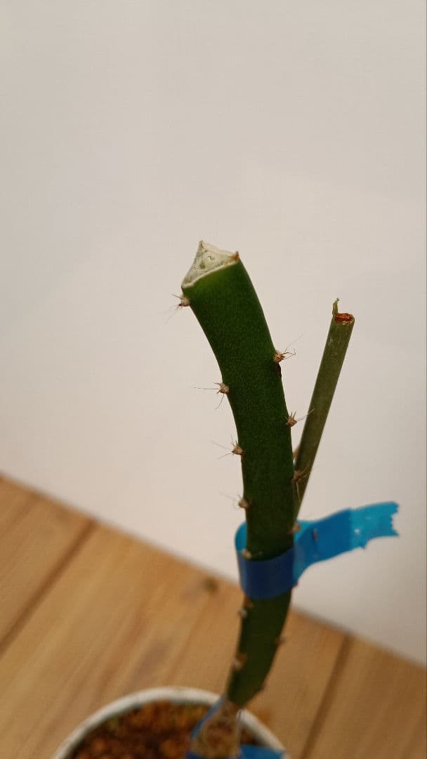 ゴールデン、オレンジ、ブルーニ、レッドのドラゴンフルーツ苗　4種セット