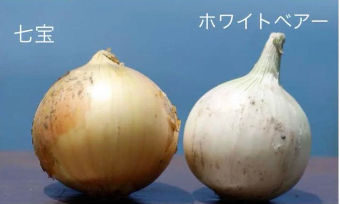 【早生】白玉ねぎ苗▼ホワイトベアー500本