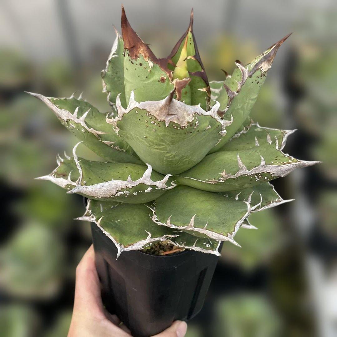 アガベ　チタノタ　麻華龍　もちろんOC株