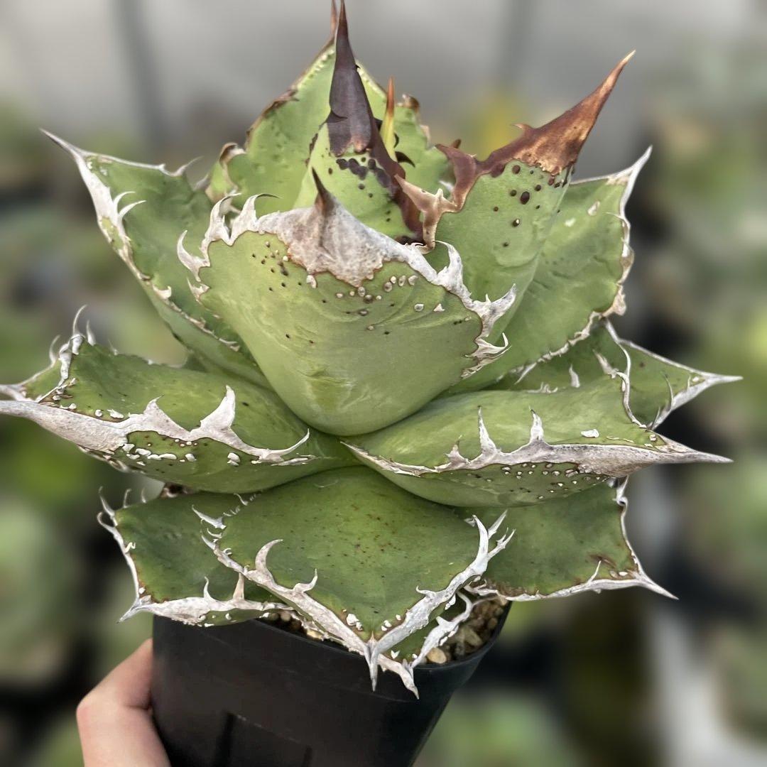 アガベ　チタノタ　麻華龍　もちろんOC株