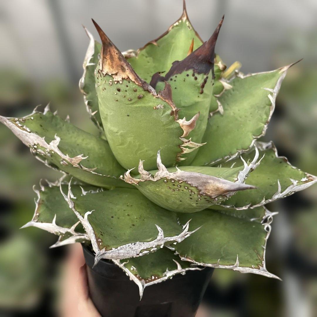 アガベ　チタノタ　麻華龍　もちろんOC株