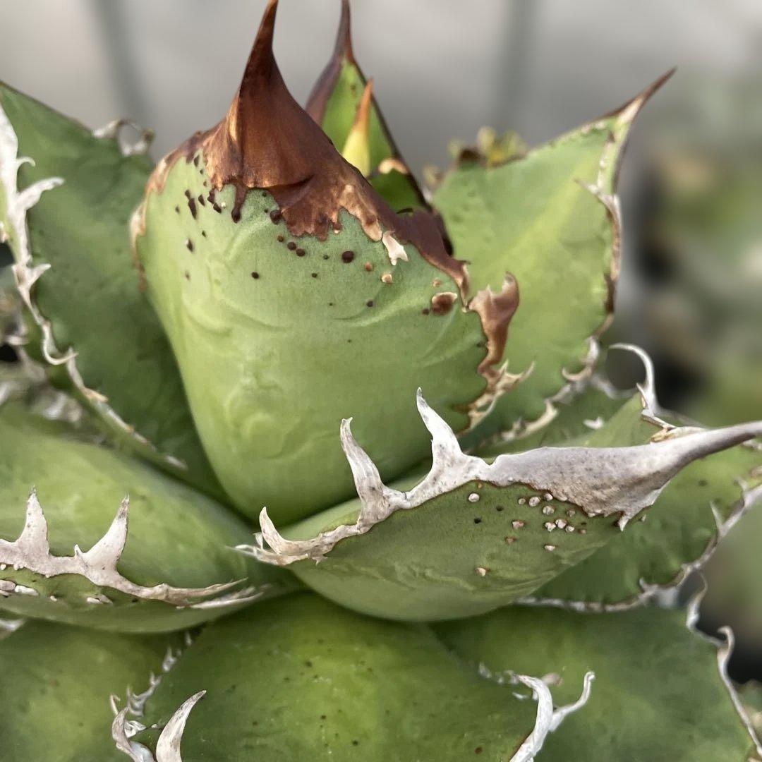 アガベ　チタノタ　麻華龍　もちろんOC株