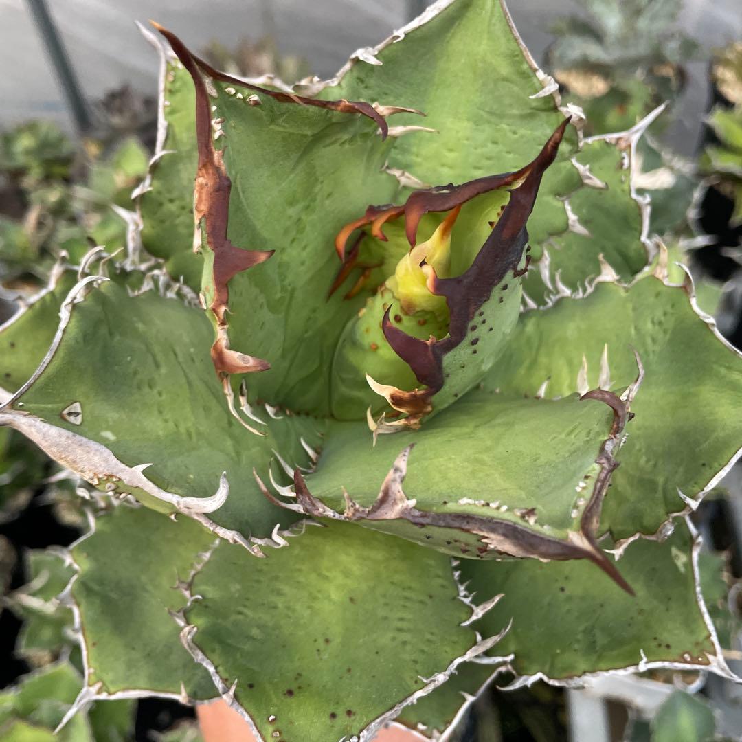 アガベ　チタノタ　麻華龍　もちろんOC株