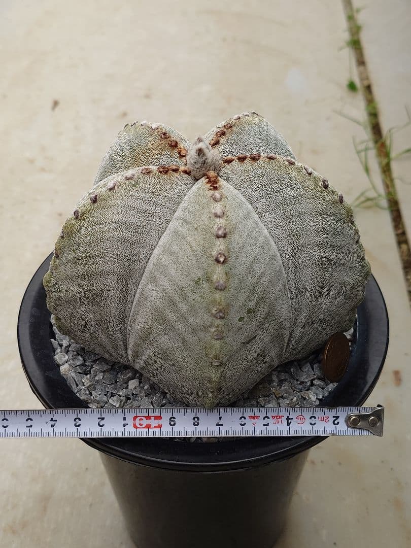 サボテン　山川ストロンギロゴナム　実生　※鉢のまま発送