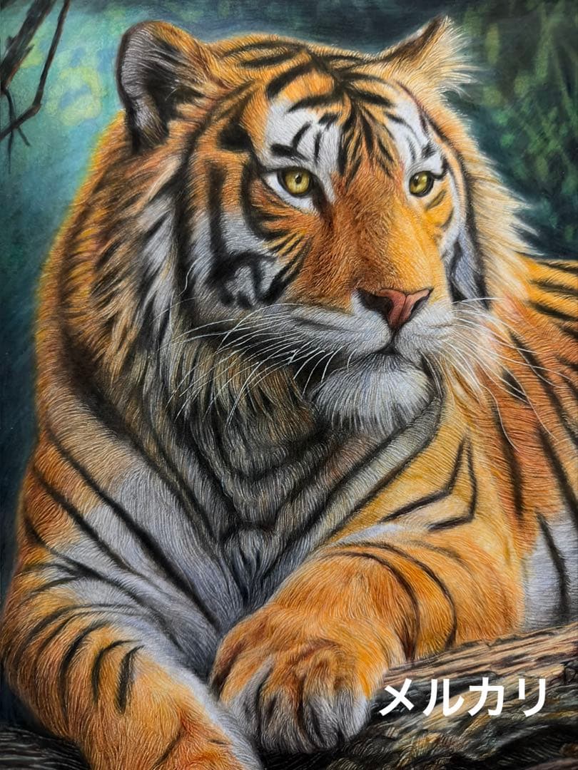 色鉛筆画A4 虎.23