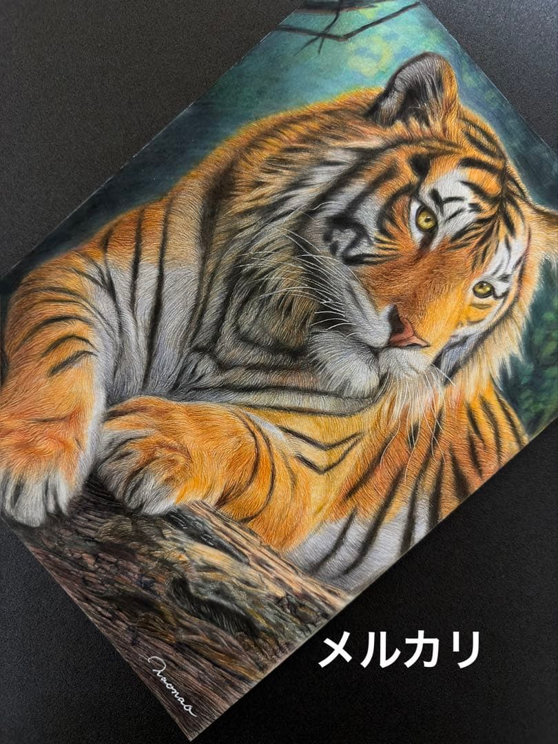 色鉛筆画A4 虎.23
