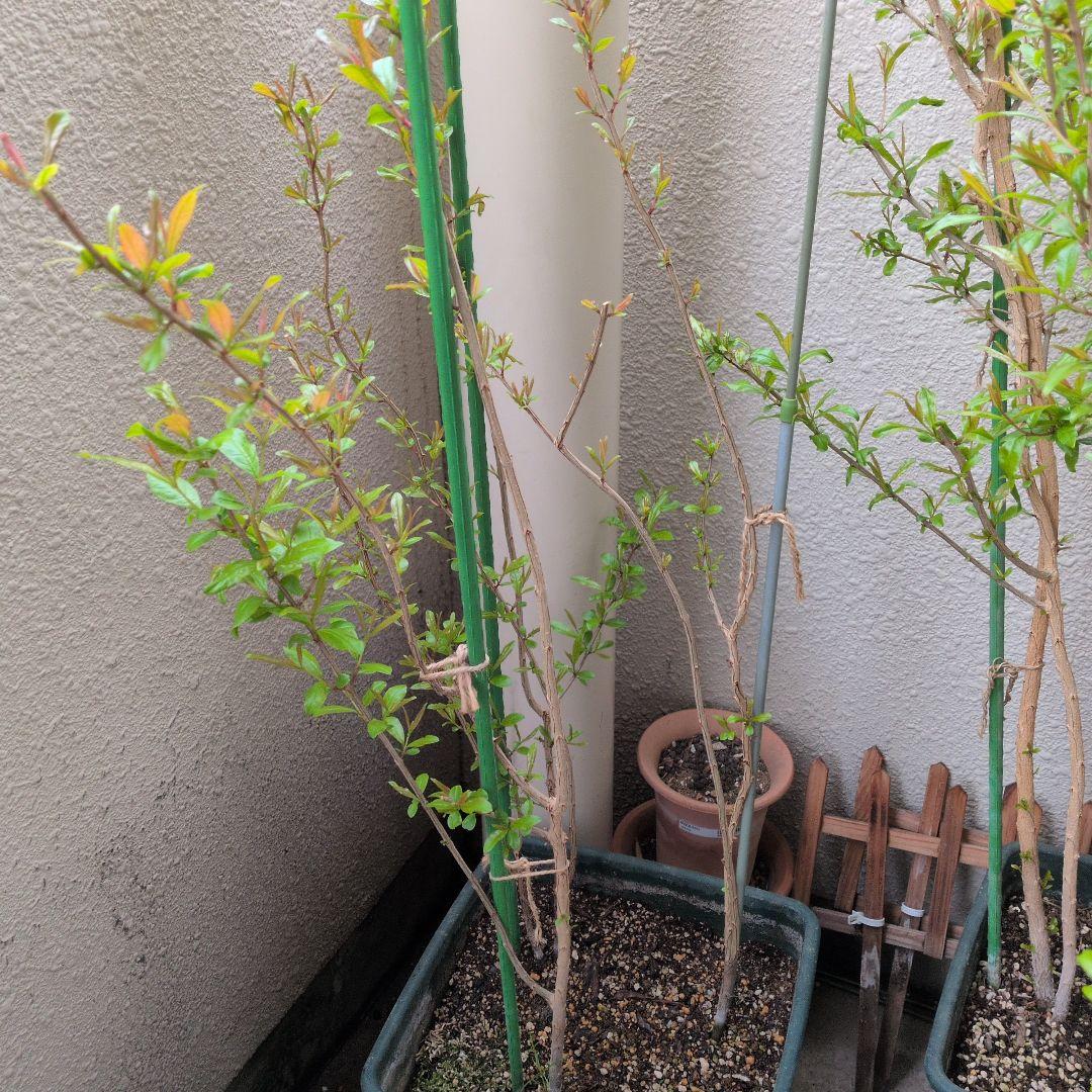 カリフォルニアザクロの苗木　大実ザクロ　実生3年目　3本