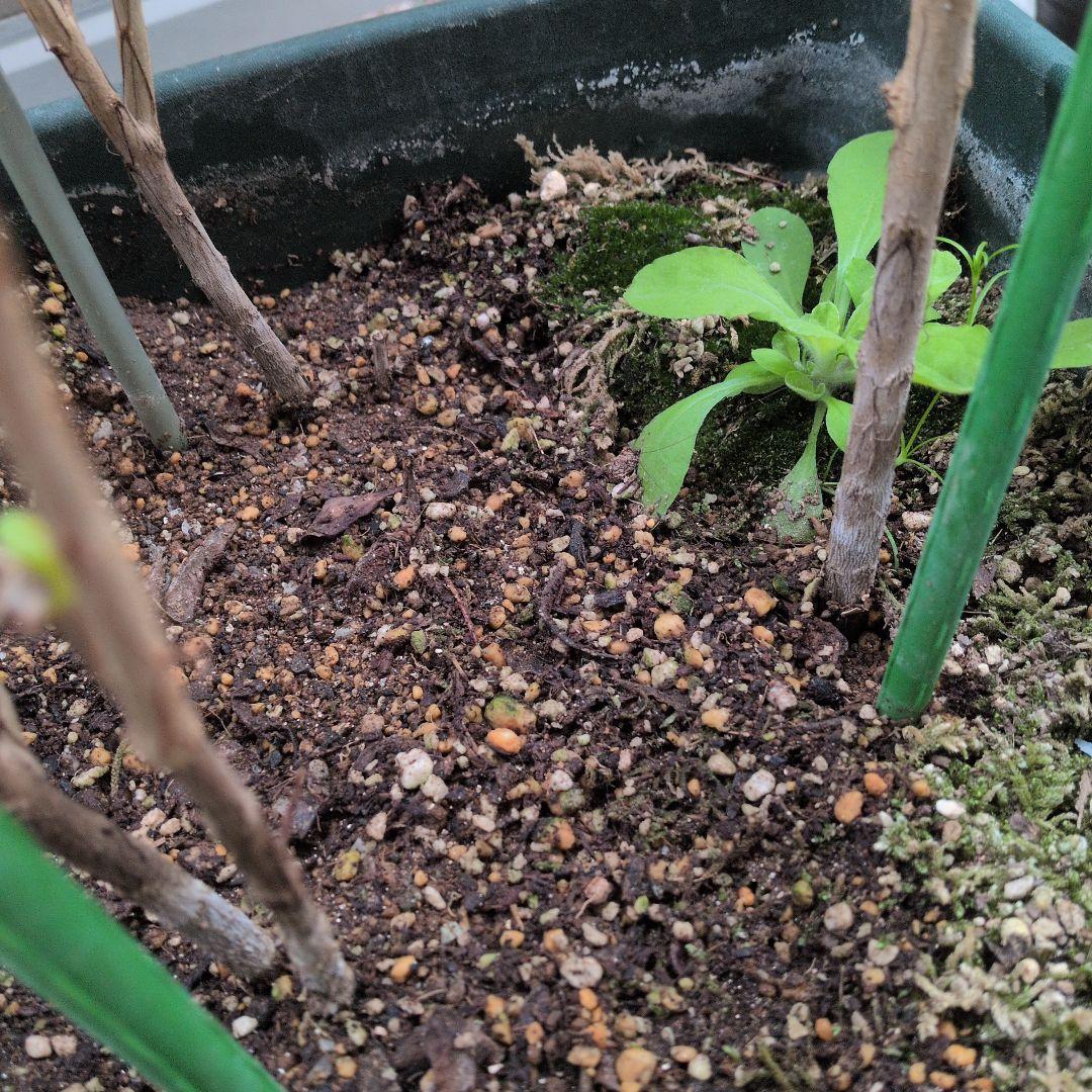 カリフォルニアザクロの苗木　大実ザクロ　実生3年目　3本