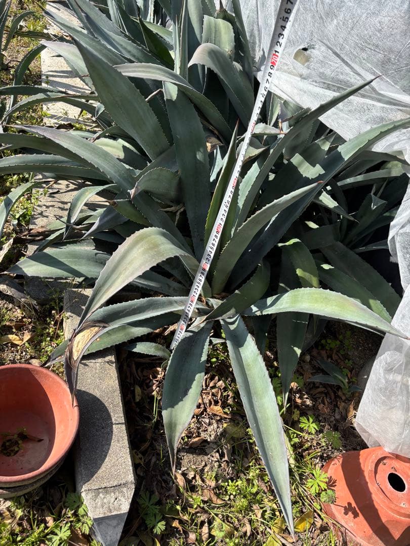 特大美株　アガベ　アメリカーナ　オアハカエンシス　オアハカセンシス　3