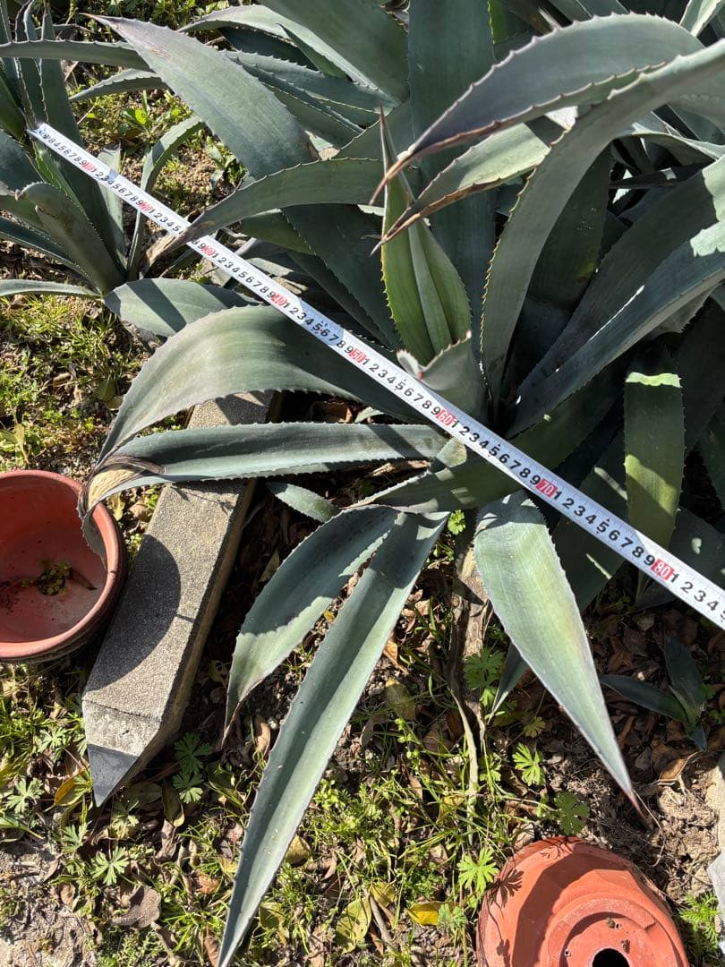特大美株　アガベ　アメリカーナ　オアハカエンシス　オアハカセンシス　3