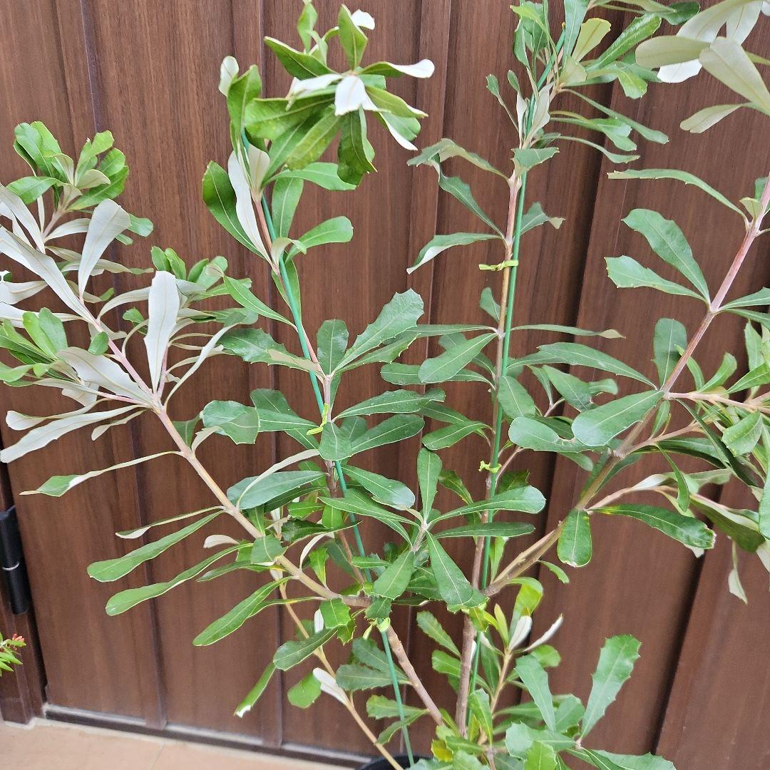 コーストバンクシア　鉢植え50　苗　オージープランツ　ドライガーデン