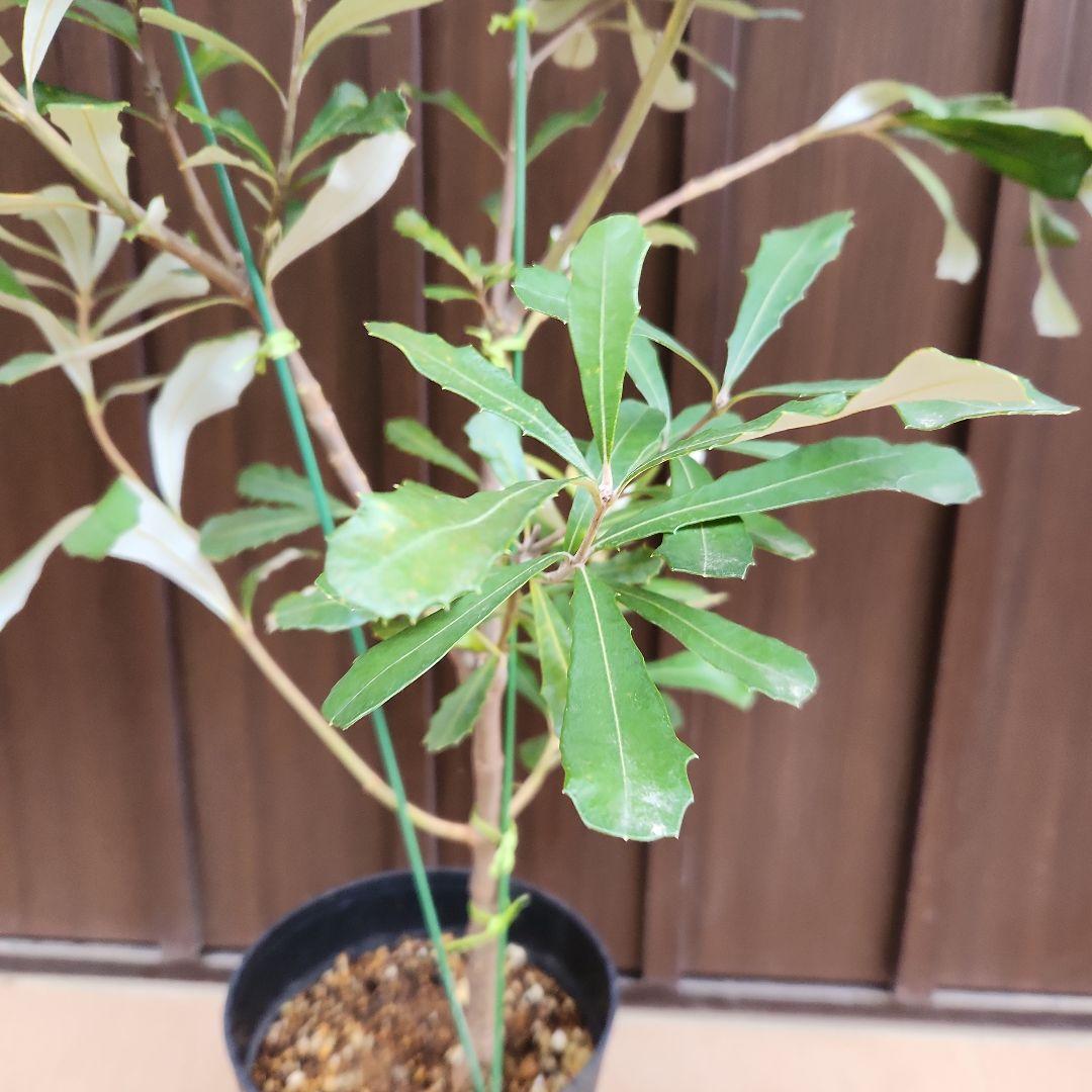 コーストバンクシア　鉢植え50　苗　オージープランツ　ドライガーデン
