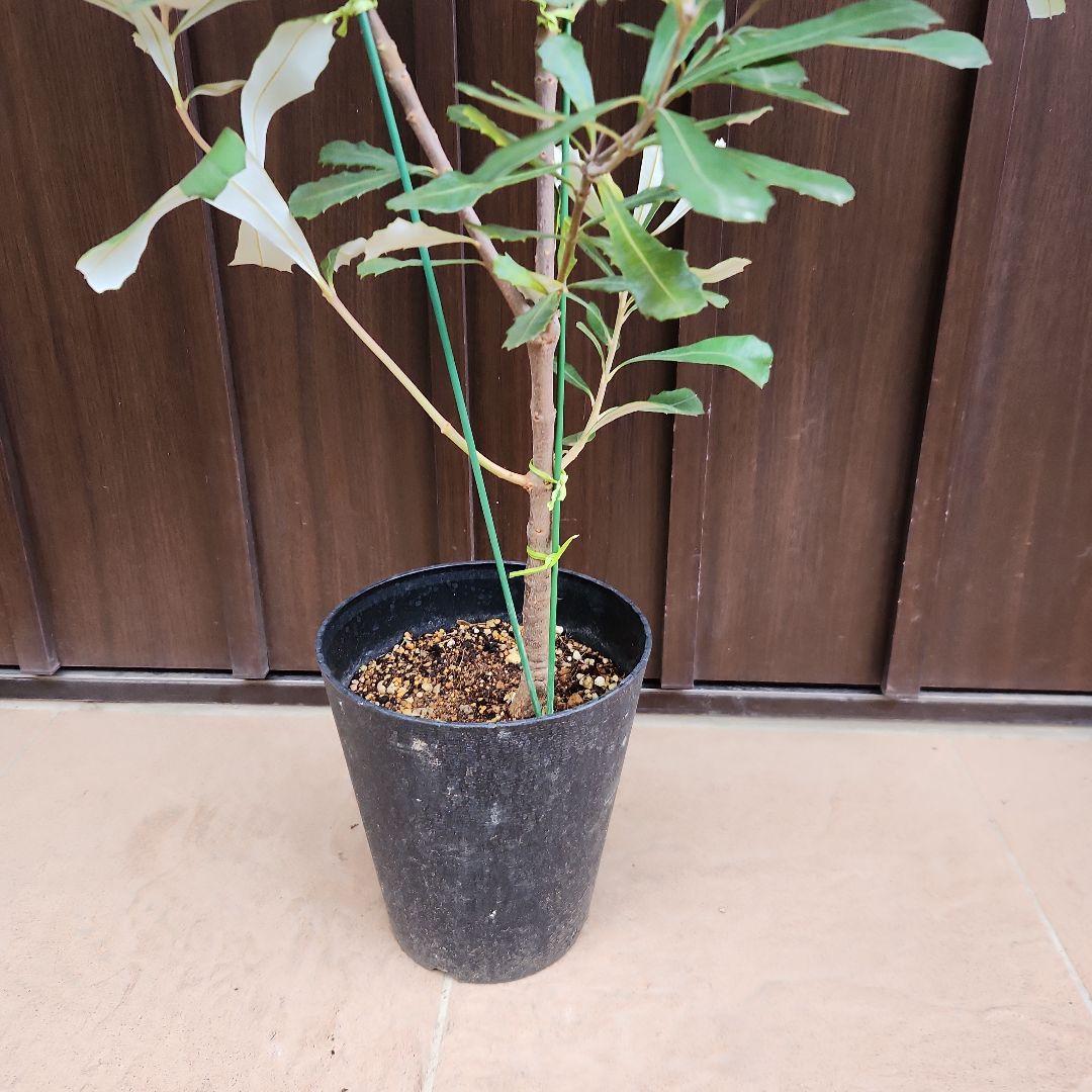 コーストバンクシア　鉢植え50　苗　オージープランツ　ドライガーデン