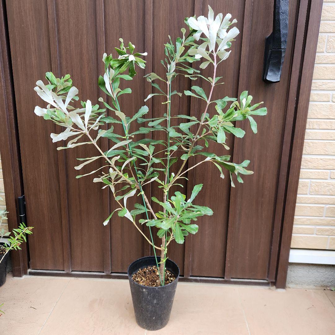 コーストバンクシア　鉢植え50　苗　オージープランツ　ドライガーデン