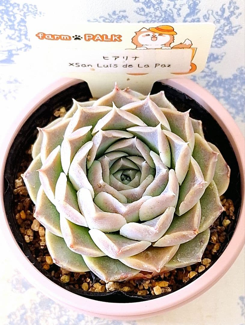 ヒアリナ×サンルイスデラパス札付きポットごとメルカリ便ファームパルクさん苗