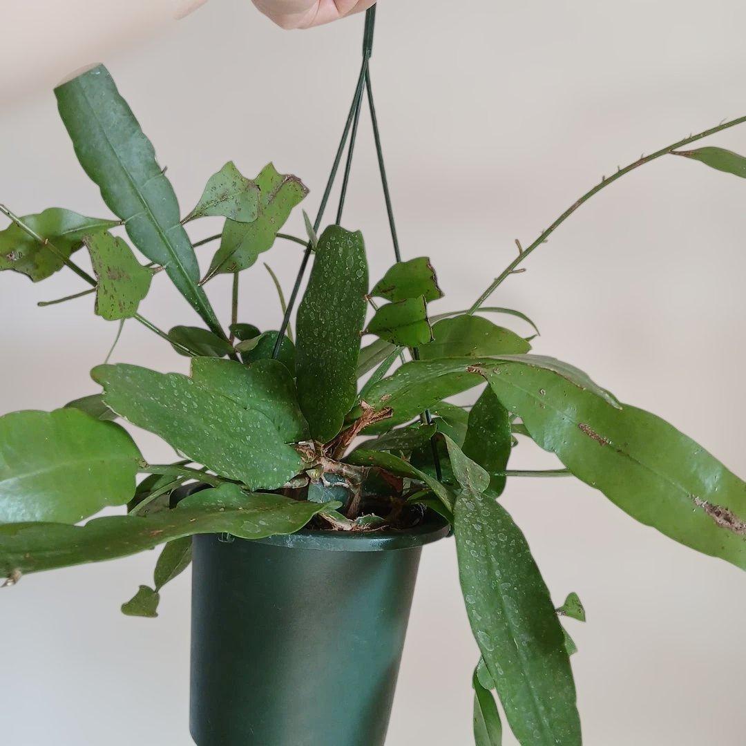 Epiphyllum pumilum エピフィラム 姫月下美人 森林性サボテン