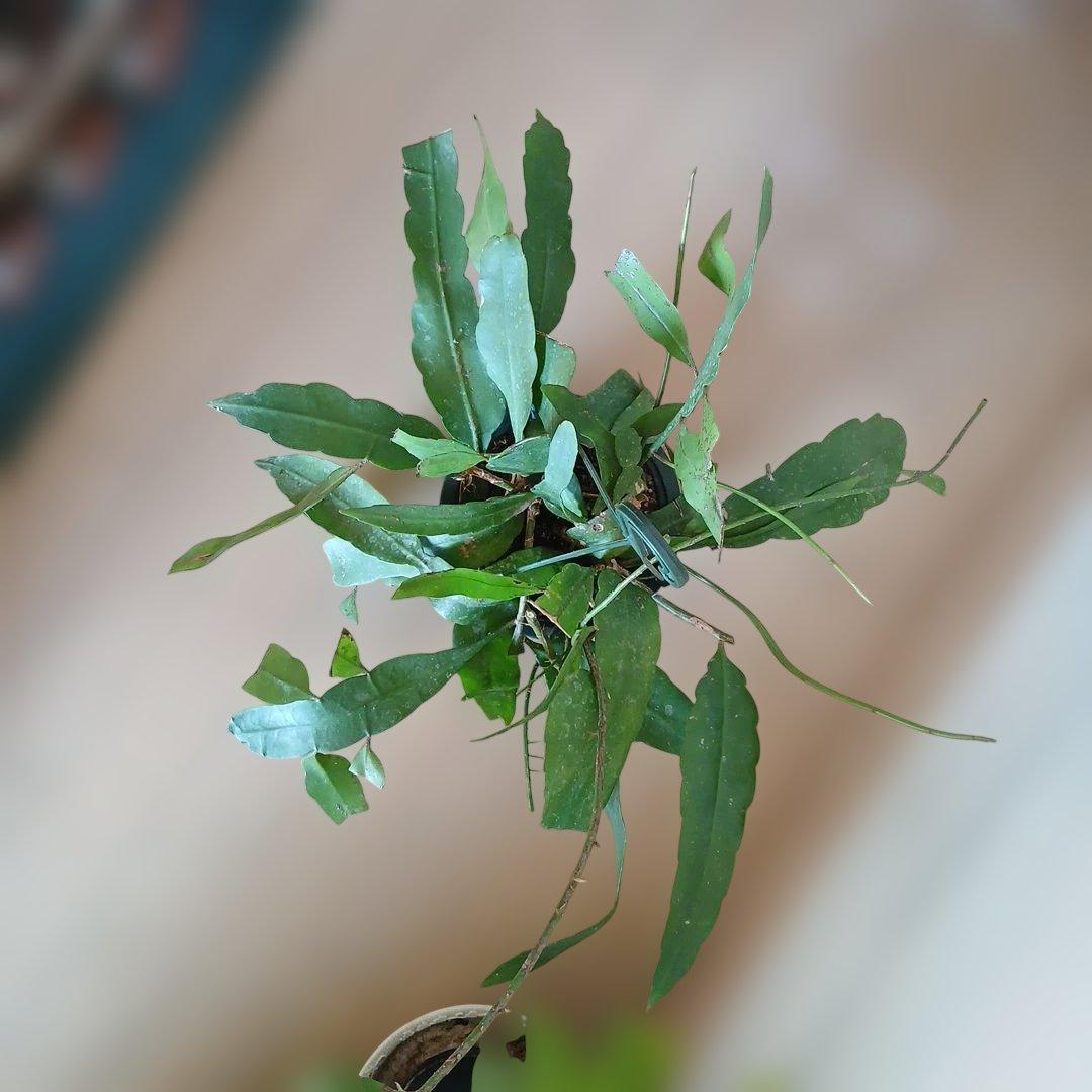 Epiphyllum pumilum エピフィラム 姫月下美人 森林性サボテン