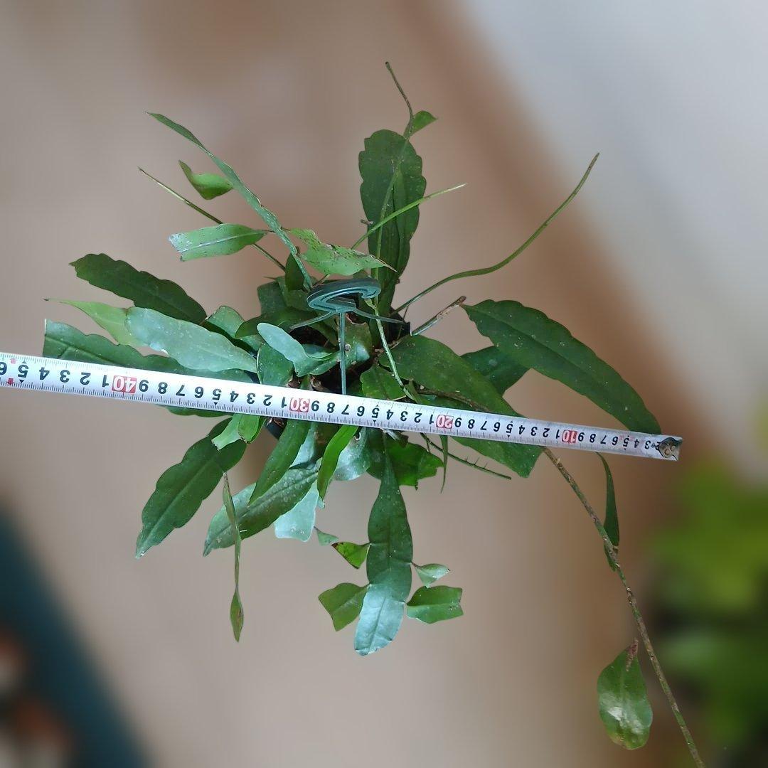 Epiphyllum pumilum エピフィラム 姫月下美人 森林性サボテン
