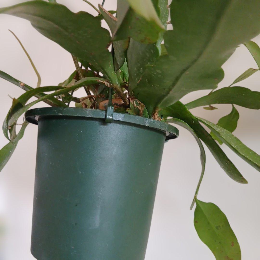 Epiphyllum pumilum エピフィラム 姫月下美人 森林性サボテン