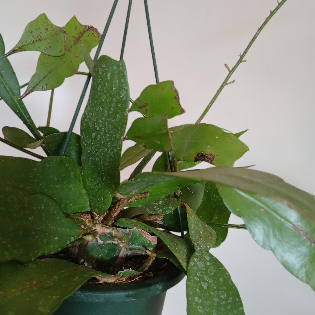 Epiphyllum pumilum エピフィラム 姫月下美人 森林性サボテン