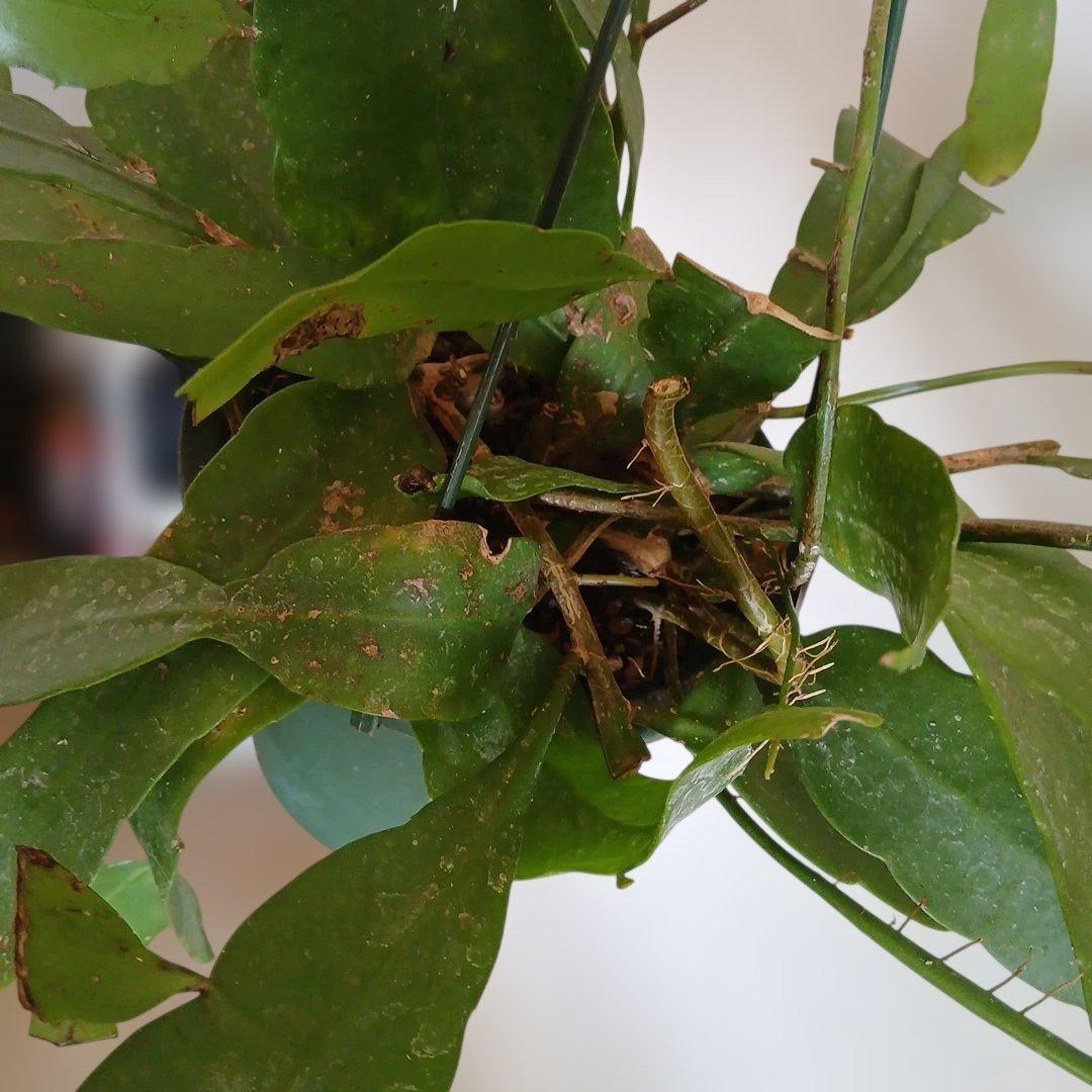 Epiphyllum pumilum エピフィラム 姫月下美人 森林性サボテン