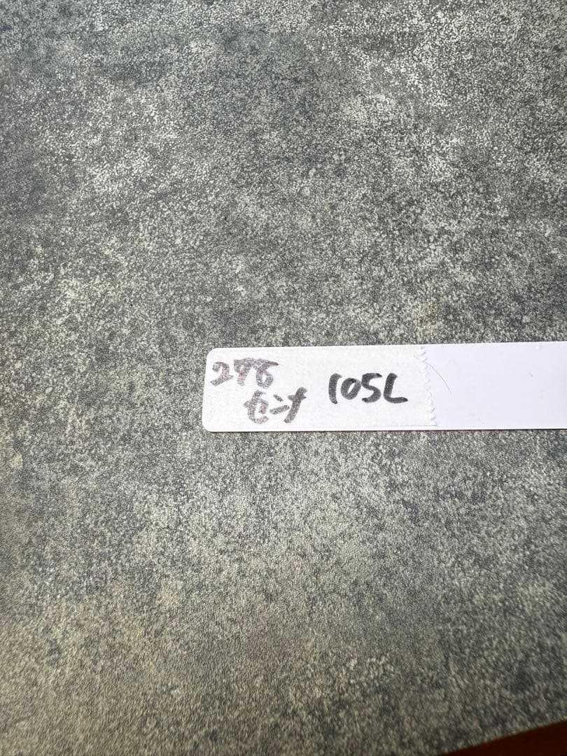 センナ　メリディオナリス　海外実生　発根済み　278