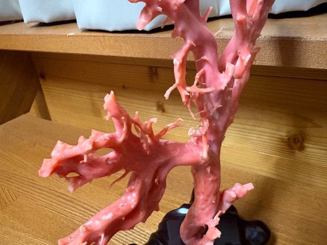 サンゴ の置物