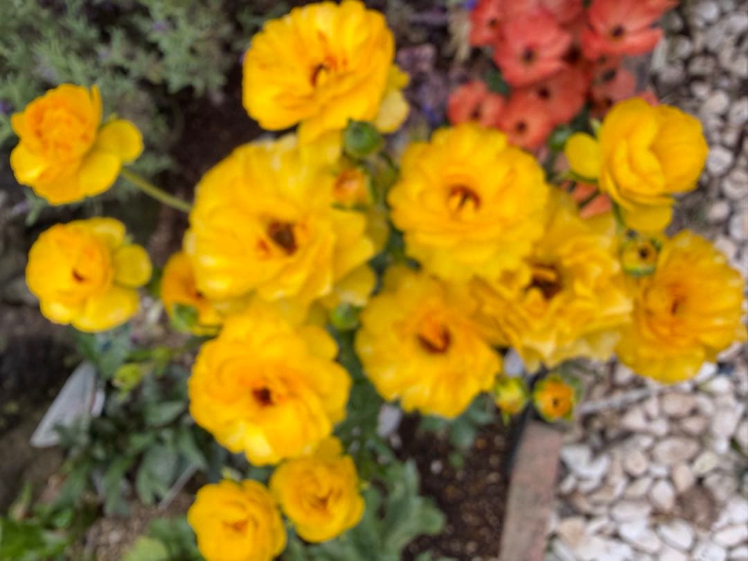 ラナンキュラスラックス、日向ラックス、ジェミニー、正規品、ラベル付き