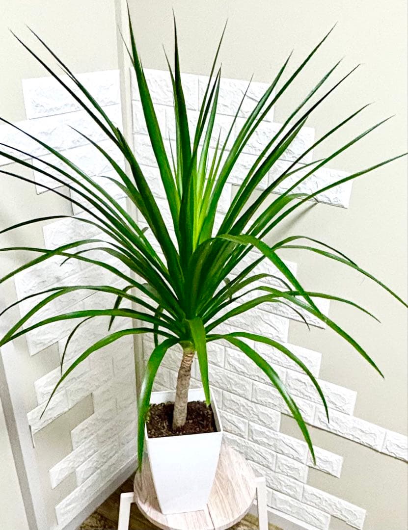 希少⭐️ドラセナカンボジアーナ⭐️根上がり⭐️観葉植物