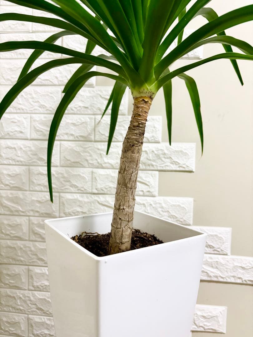 希少⭐️ドラセナカンボジアーナ⭐️根上がり⭐️観葉植物