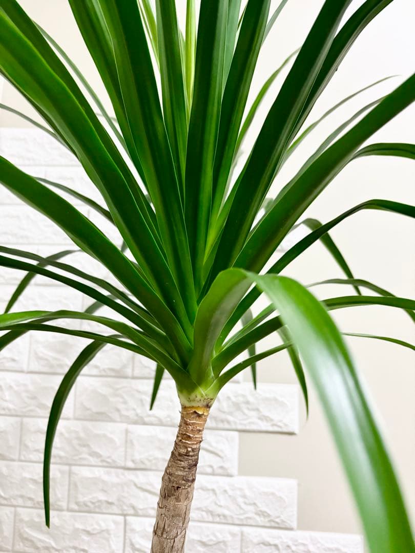 希少⭐️ドラセナカンボジアーナ⭐️根上がり⭐️観葉植物