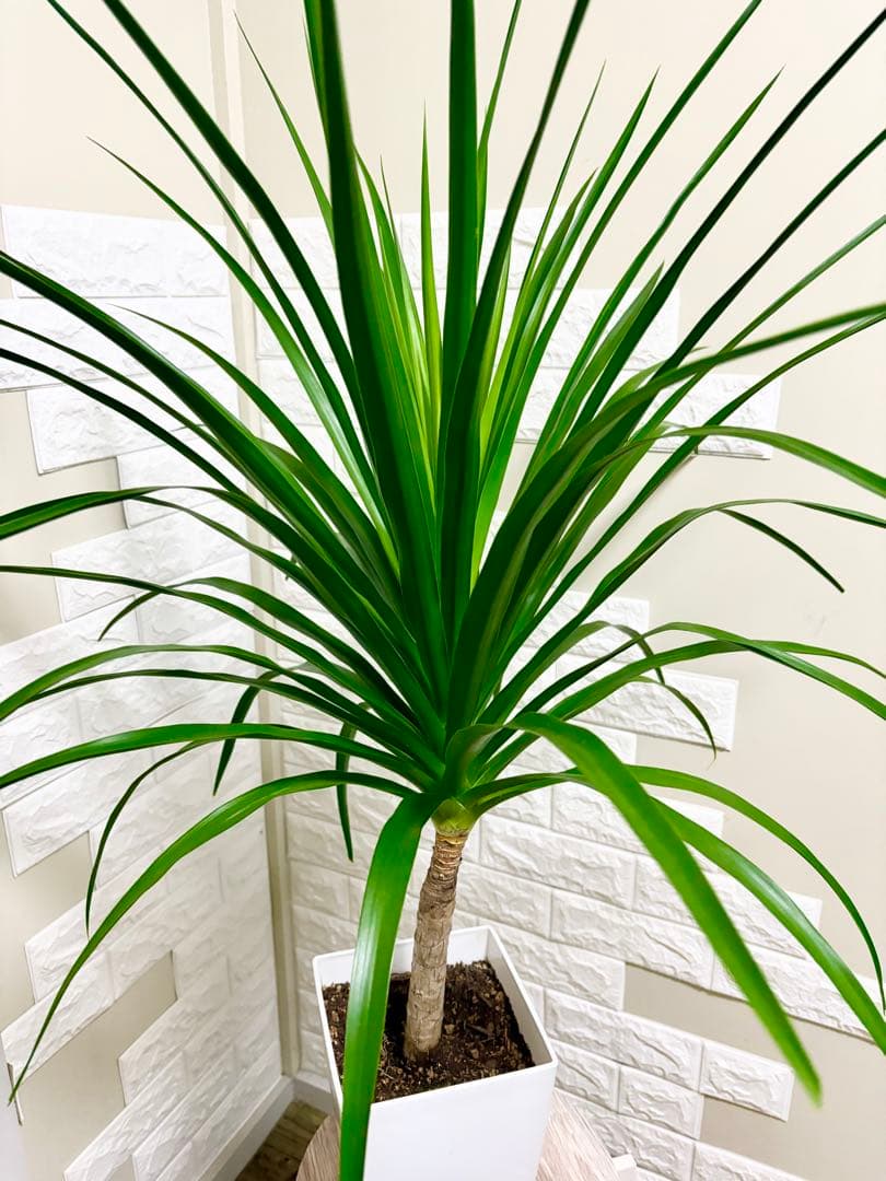 希少⭐️ドラセナカンボジアーナ⭐️根上がり⭐️観葉植物