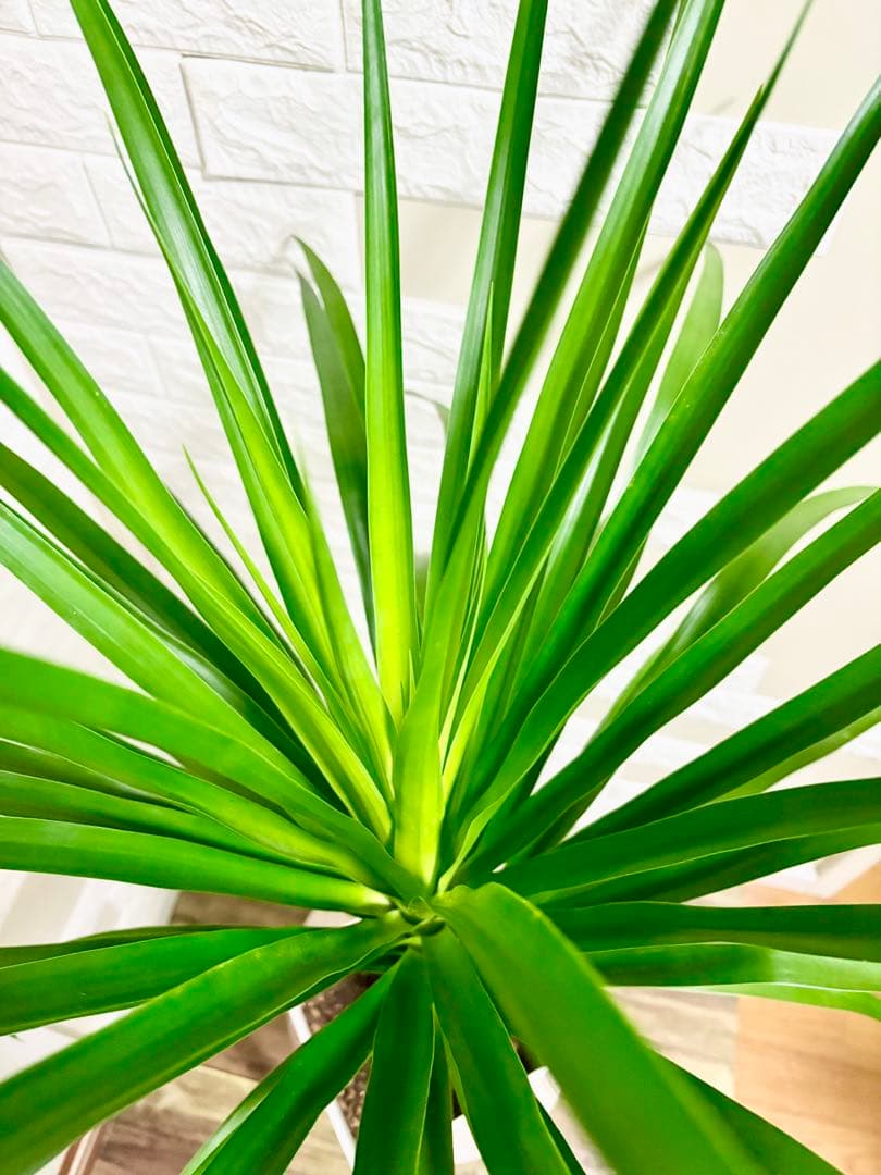 希少⭐️ドラセナカンボジアーナ⭐️根上がり⭐️観葉植物