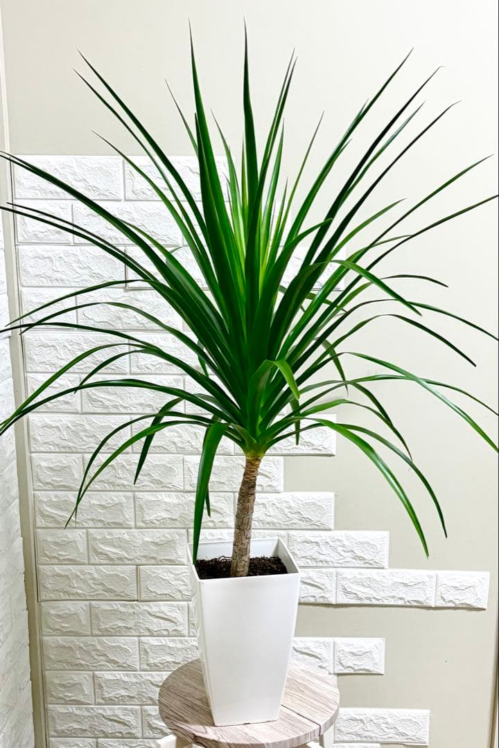 希少⭐️ドラセナカンボジアーナ⭐️根上がり⭐️観葉植物