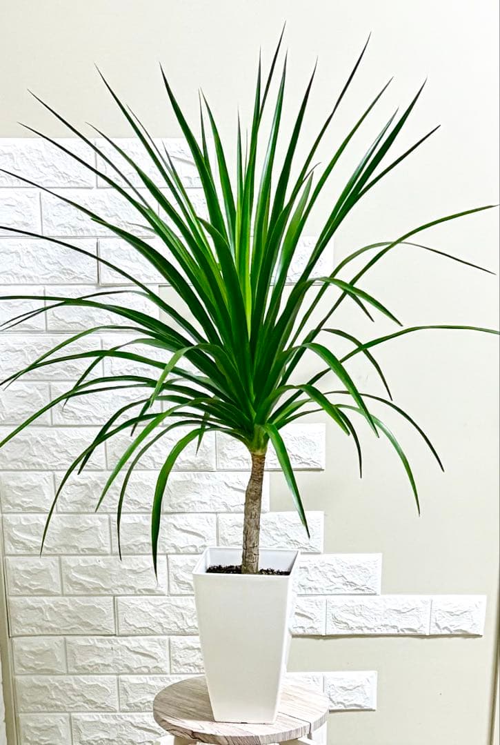 希少⭐️ドラセナカンボジアーナ⭐️根上がり⭐️観葉植物