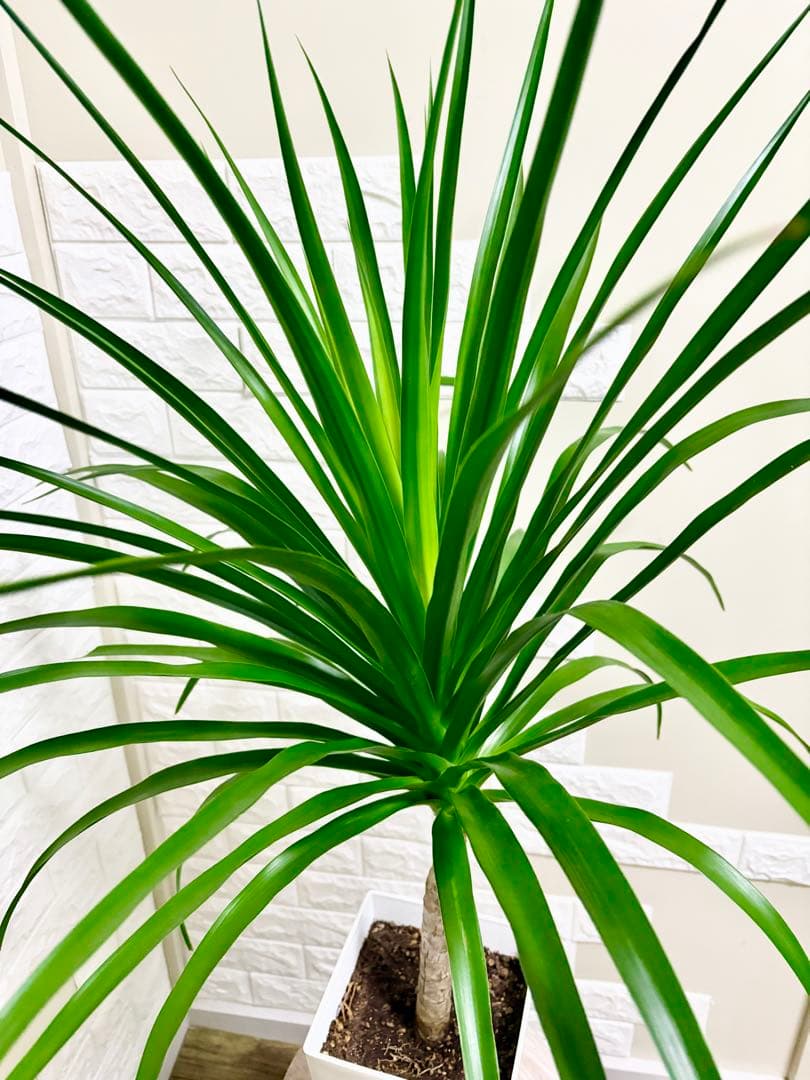 希少⭐️ドラセナカンボジアーナ⭐️根上がり⭐️観葉植物