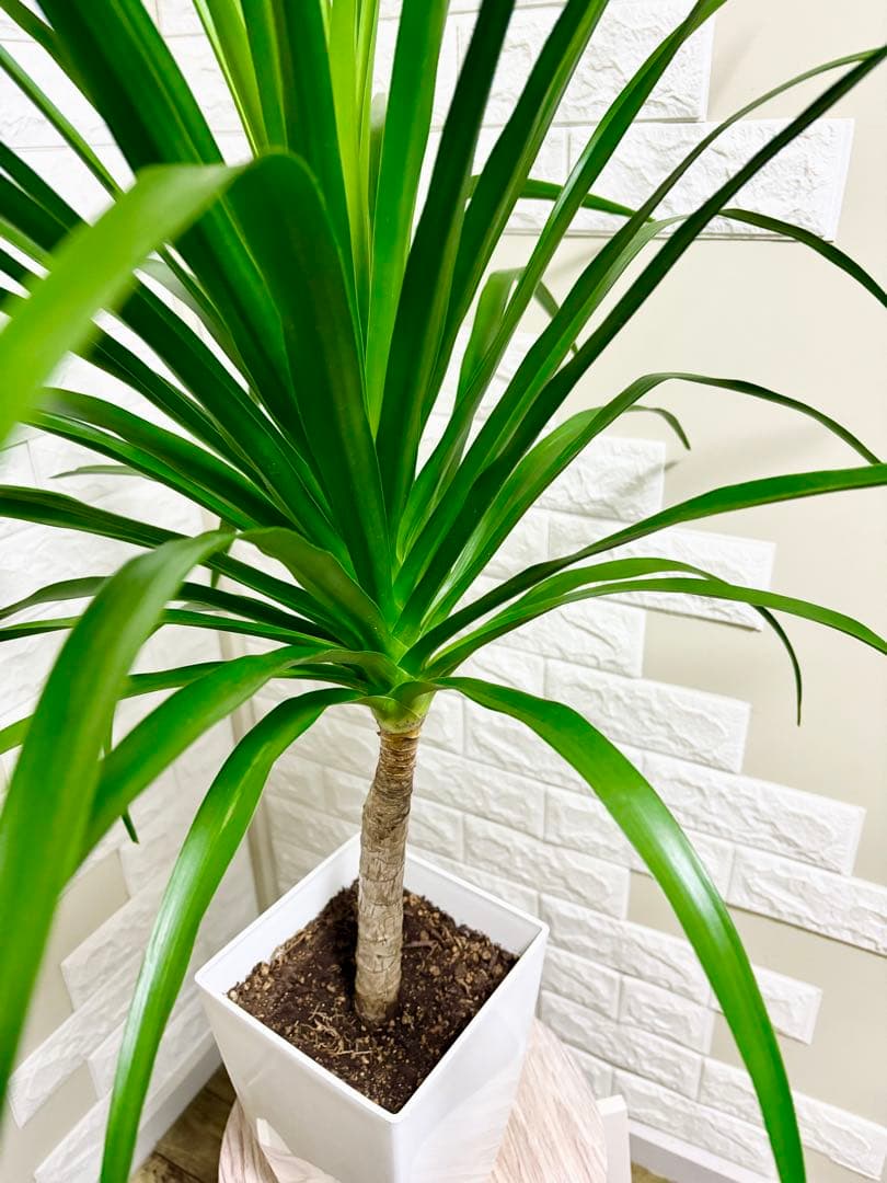 希少⭐️ドラセナカンボジアーナ⭐️根上がり⭐️観葉植物