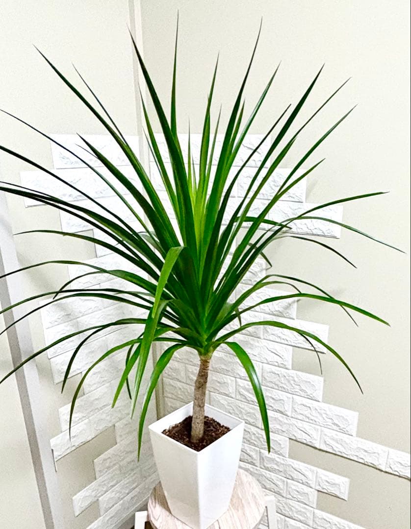 希少⭐️ドラセナカンボジアーナ⭐️根上がり⭐️観葉植物