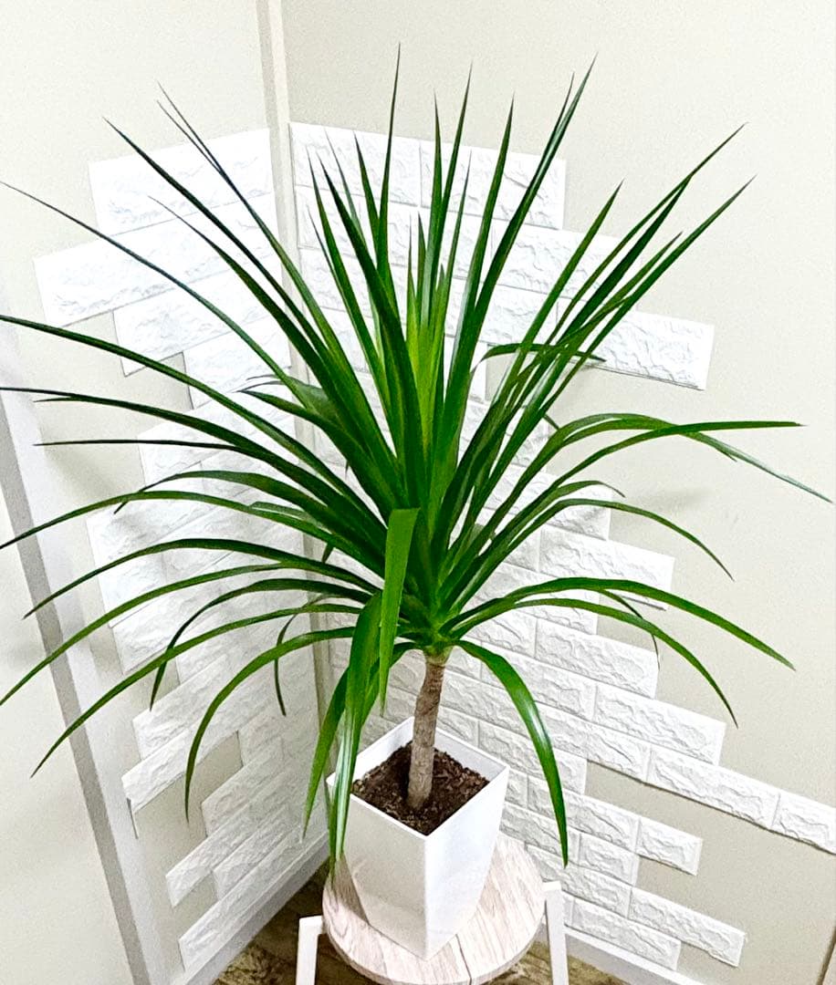 希少⭐️ドラセナカンボジアーナ⭐️根上がり⭐️観葉植物