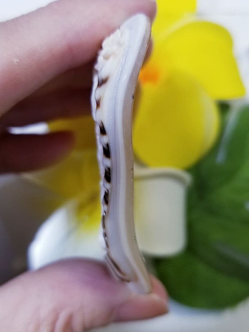 KS-979 【ジュセッペ・ロンバルド作】三層　天然シェルカメオルース