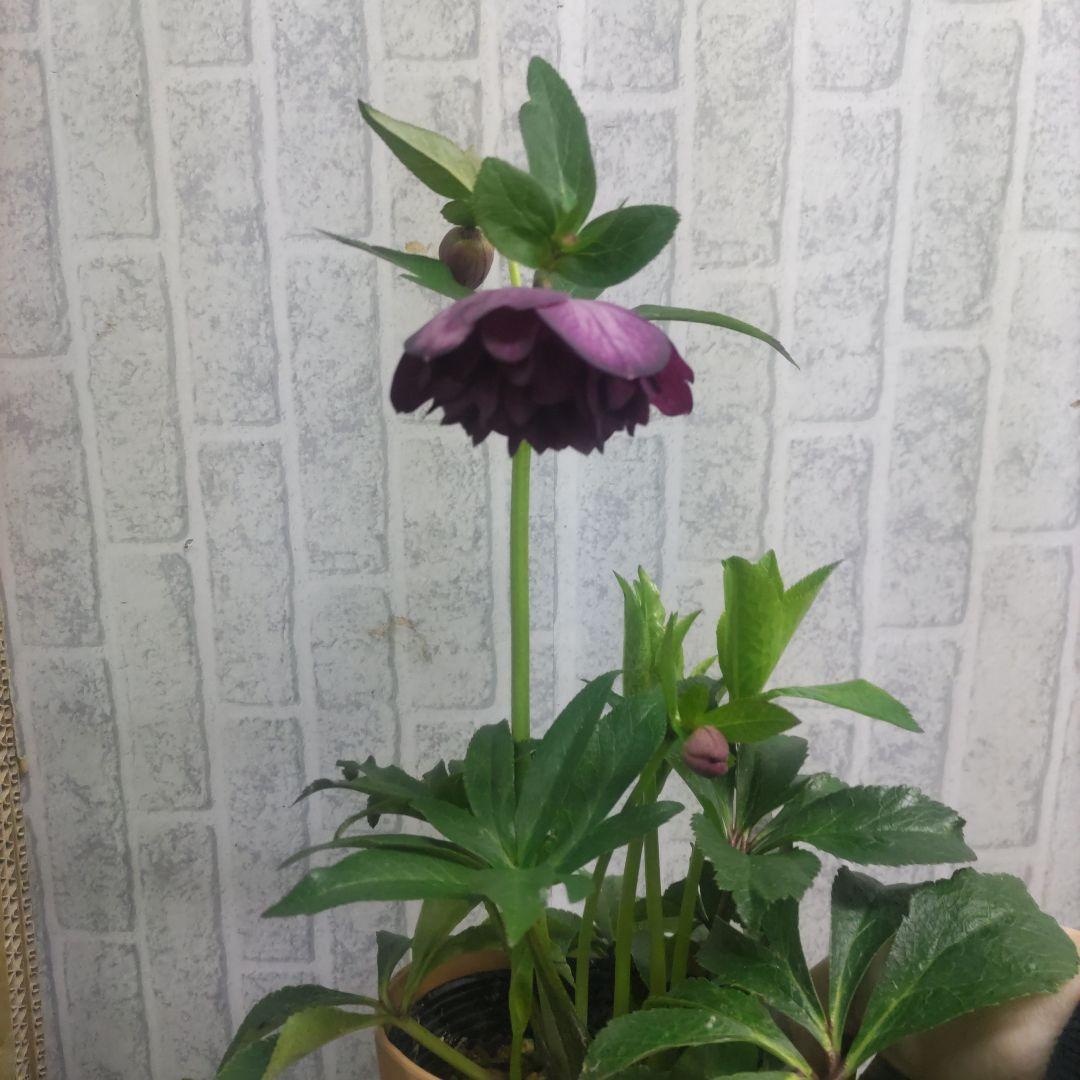 クリスマスローズ②ダブル咲き⭐️５鉢⭐️５品種セット