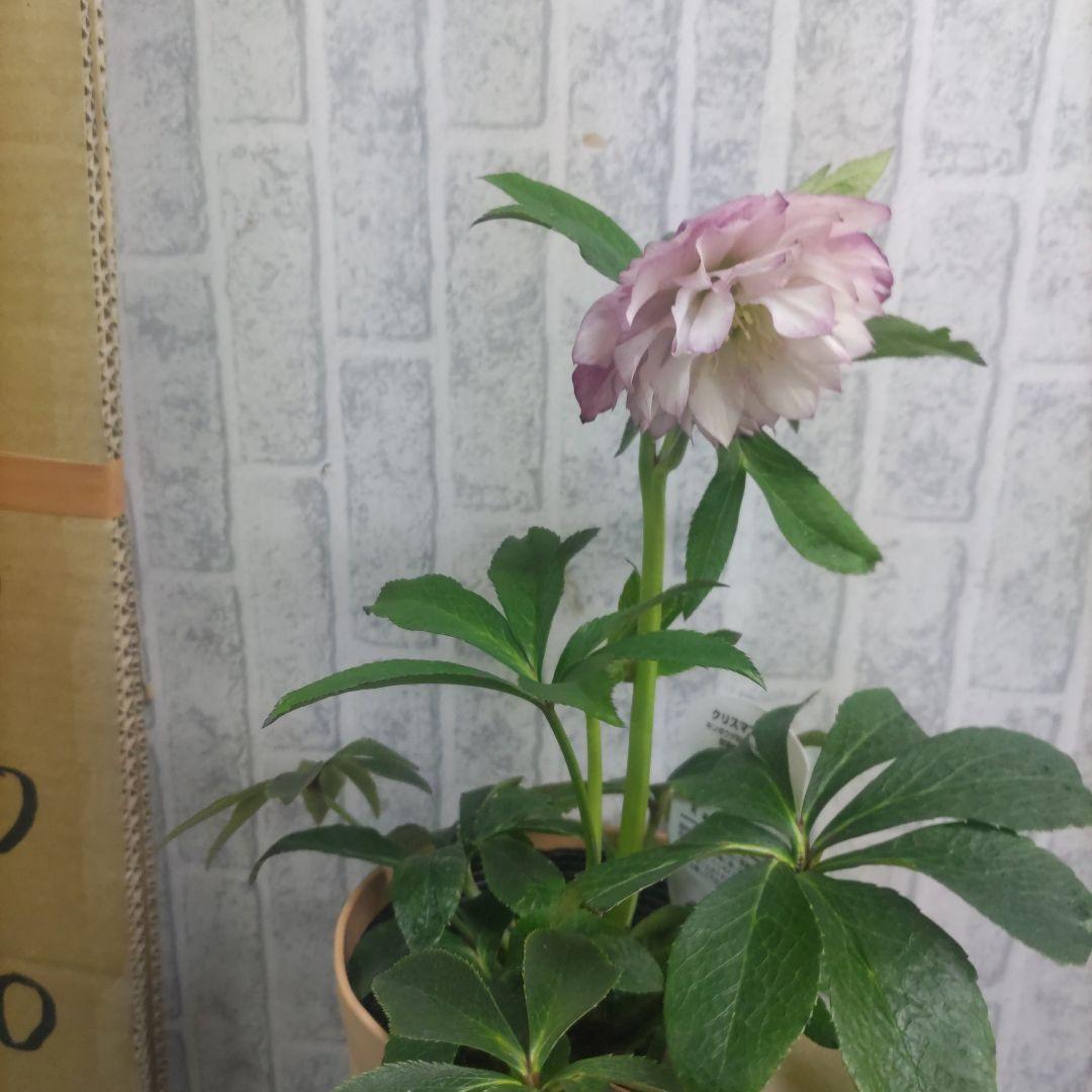 クリスマスローズ②ダブル咲き⭐️５鉢⭐️５品種セット