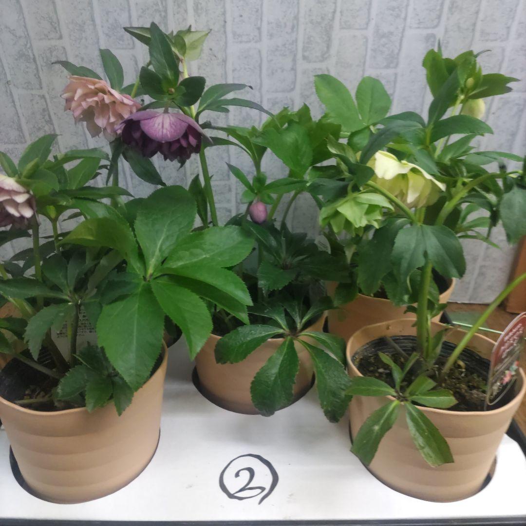 クリスマスローズ②ダブル咲き⭐️５鉢⭐️５品種セット