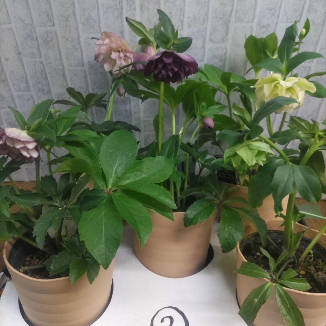 クリスマスローズ②ダブル咲き⭐️５鉢⭐️５品種セット